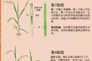 小麦图片大全_高清小麦生长过程图怎么找