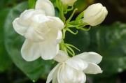 茉莉图片大全_如何拍摄高清茉莉特写