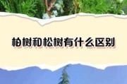 松柏图片大全_如何区分松与柏