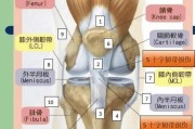膝盖疼痛部位图解_膝盖结构图片大全