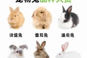 兔子品种大全_如何挑选宠物兔