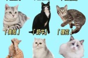 小猫大全图片有哪些品种_如何挑选高清小猫图片