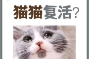 梦到猫是什么意思_梦到猫预示着什么