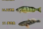鱼类大全图片有哪些_如何快速识别淡水鱼