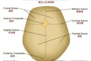 正常宝宝冠状缝图片_冠状缝闭合时间