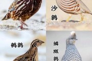 梦到鹌鹑是什么意思_鹌鹑在梦里代表什么