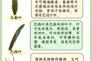 叶类花卉图片大全_如何识别常见品种