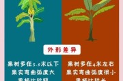 芭蕉图片大全_芭蕉和香蕉的区别