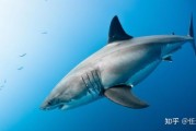 鲨鱼图片大全大图_高清壁纸哪里下载