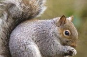小松鼠图片大全_哪里可以找到高清小松鼠照片