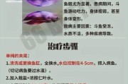 斗鱼常见病图片大全_斗鱼白点病怎么治疗