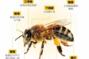 蜜蜂图片大全_如何分辨不同种类蜜蜂