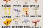 野生蘑菇图片大全_如何分辨有毒蘑菇