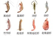 虾图片大全_高清虾类图片怎么找