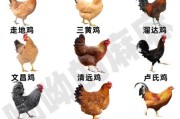 鸡图片大全哪里找_鸡品种图片怎么分辨