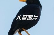 八哥图片大全大图_八哥高清图怎么找