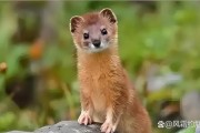 黄鼠狼图片大全_黄鼠狼长什么样