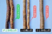 山药图片大全大图_如何挑选优质山药