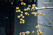 冬梅图片大全_如何拍摄最美冬梅