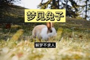 梦到养兔子什么意思_梦见兔子是吉是凶