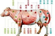牛肉图片大全高清图片_如何挑选优质牛肉图解