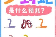 梦到很多小蛇是什么意思_梦到很多小蛇预示着什么