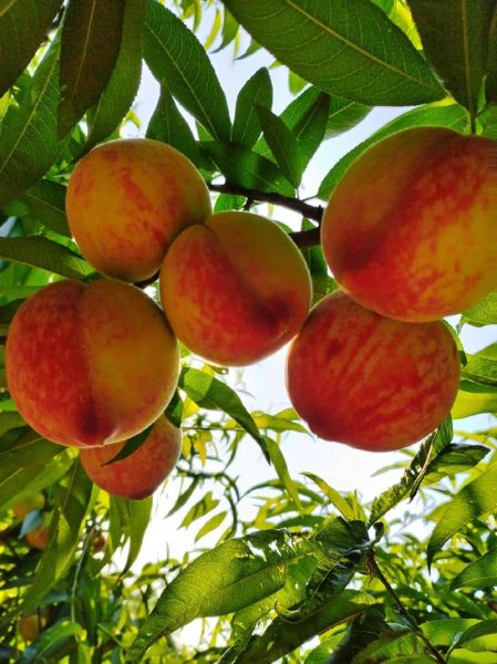 仙桃图片大全哪里找_仙桃高清壁纸怎么下载