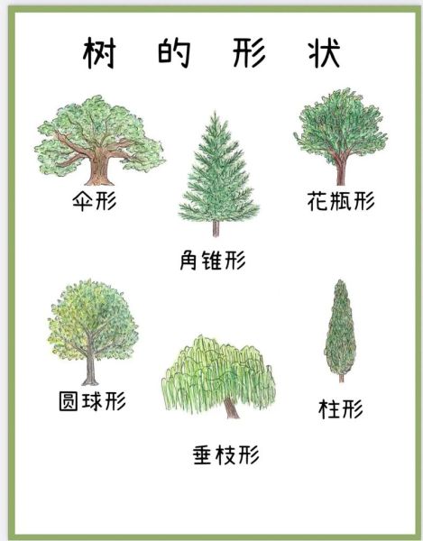 大树图片大全_如何识别常见树种
