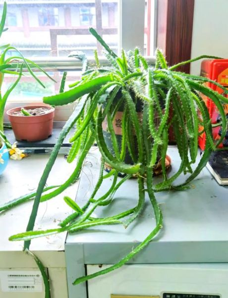 火龙果的籽宝宝能吃吗_宝宝吃火龙果籽安全吗