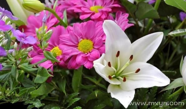 梦到很多花是什么意思_周公解梦大全查询