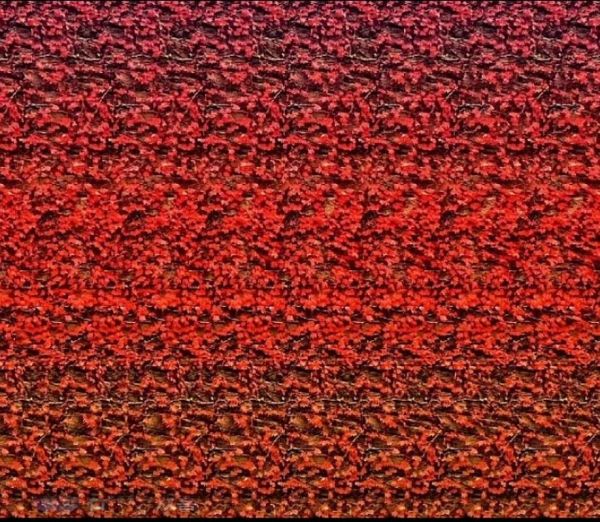 三维图片大全哪里找_三维立体图怎么看