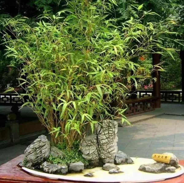 竹子盆景图片大全欣赏_竹子盆景怎么养