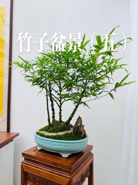 竹子盆景图片大全欣赏_竹子盆景怎么养