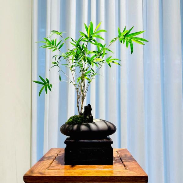 竹子盆景图片大全欣赏_竹子盆景怎么养