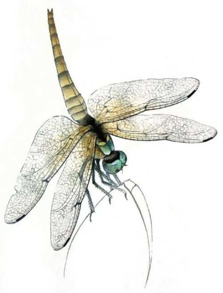 国画蜻蜓图片大全大图_如何临摹工笔画蜻蜓