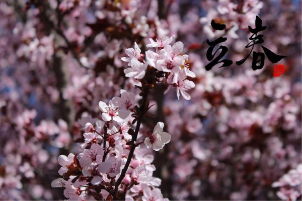 立春图片大全_如何挑选高清节气壁纸