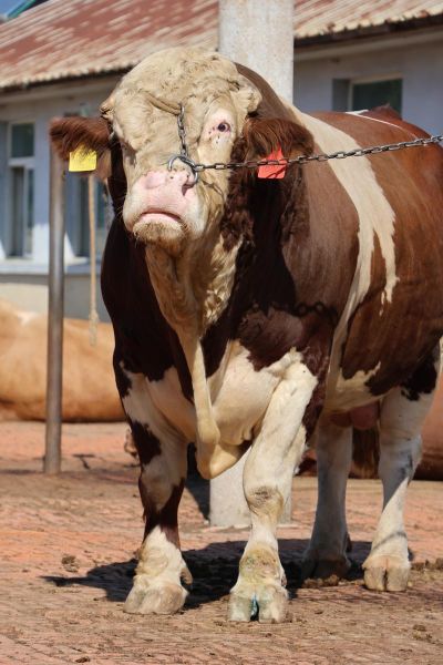 公牛图片大全高清_公牛品种有哪些