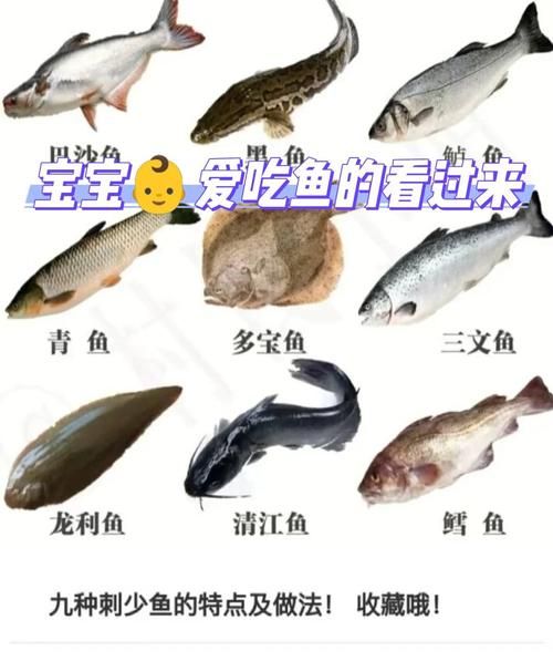 11个月宝宝吃什么鱼好_哪些鱼刺少又营养