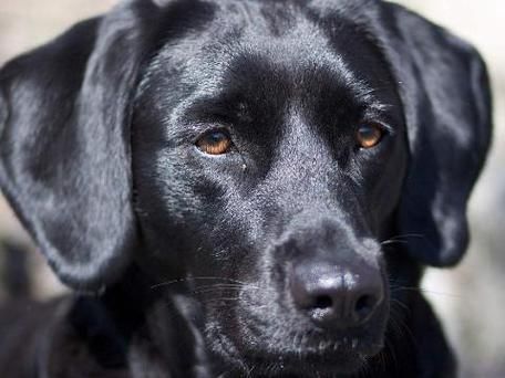 怀孕梦到黑狗_胎梦黑狗预示什么