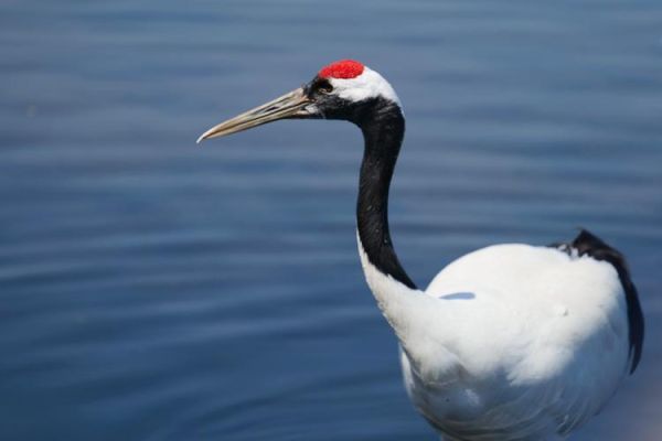 鹤的图片大全_鹤有哪些种类