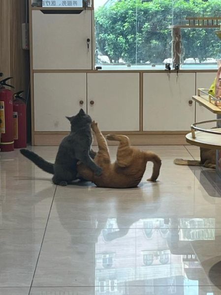 梦到和猫打架_周公解梦