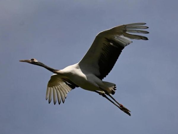 鹤的图片大全_鹤有哪些种类