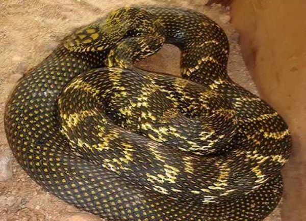 梦到菜花蛇是什么意思_梦到菜花蛇是吉是凶