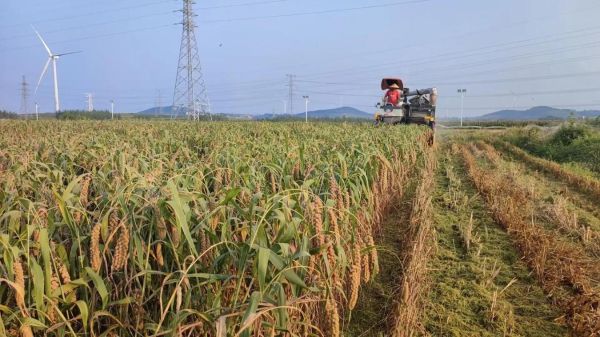 梦到玉米是什么意思_梦见玉米棒子预示什么