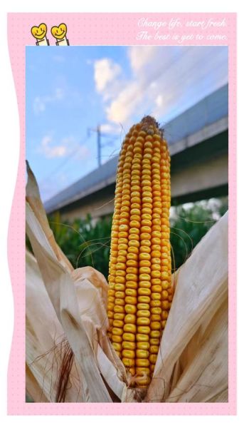 梦到玉米是什么意思_梦见玉米棒子预示什么