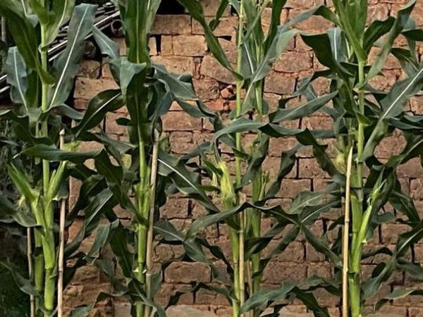 梦到玉米是什么意思_梦见玉米棒子预示什么