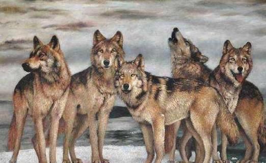 梦到狼群是什么意思_如何化解梦中狼群攻击