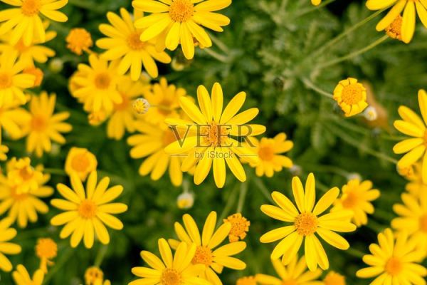 雏菊图片大全_雏菊高清壁纸怎么找