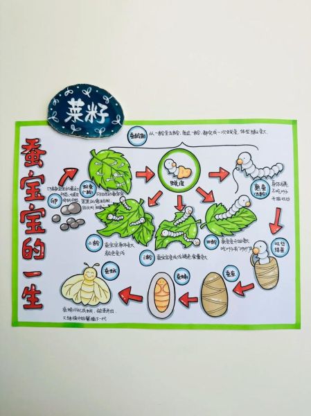 蚕长什么样_蚕的生长过程图片