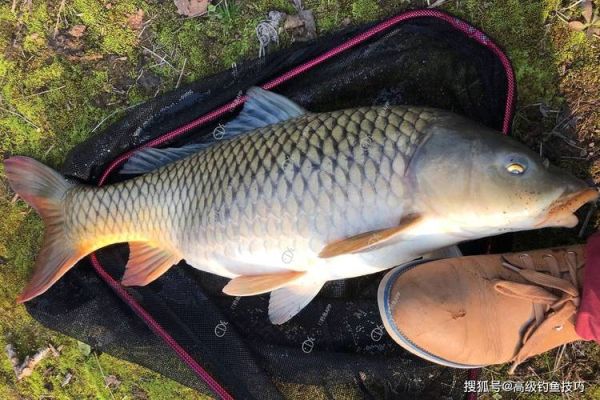 大鲤鱼图片大全_如何挑选高清图